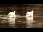! "Танец белых лебедей" на гуслях ! (По мотивам П. И. Чайковского) Кирилл Богомилов, Русские Гусли.