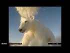 Polar Bears Film Their Own Sea Ice World
