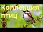 1 Час - Незабываемое Пение Лесных Птиц / Forest Birds Singing