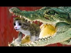 СИМУЛЯТОР Маленького КОТЕНКА #9 Беременная кошка родила кошечку - развлекательное видео #пурумчата