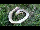 Hognose Snake (Hisses and then plays dead)
