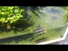 Arapaima, redtail catfish, peacock bass, stingray pond feeding