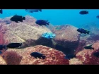 Maingano Island Lake Malawi Cichlids - Underwater Footage