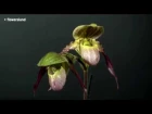 Орхидея Paphiopedilum glaucophyllum x pinocchio