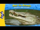 Meet the Animals 3: Nile Crocodile | Level 2 | By Little Fox
