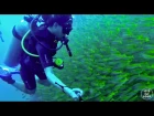 Koh Phi Phi | Thailand | Swimming With a School of Fish (GOPRO)