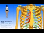 Muscle grand pectoral : description et rapports