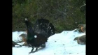 Capercaillie display in Froland, Norway,  april 2009