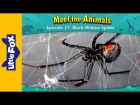 Kids' English | Meet the Animals 17: Black Widow Spider | Level 2 | By Little Fox