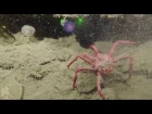 Mysterious Purple Orb | Nautilus Live