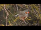 Zebra Finch in the wild ( Taeniopygia guttata ) HD Video clip 1/1Tim Siggs ABVC