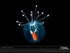 ✔ Beautiful Deep Sea Alien Life Creatures And More ~ (no photos) You Won't Believe Your Eyes!