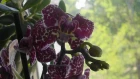 Мои орхидеи на 29.04.2018 Вид через 12 дней после полива чесночной водой и пересадка деток от мамы
