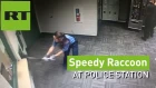 COPS struggle to catch SPEEDY RACCOON at police station
