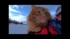 Watch: Skiing With Adorable Adventure Cat Jesperpus