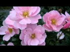 ✿ ♡ ✿The Healing Garden - Flowers -  DAVEED ✿ ♡ ✿