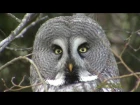Great grey owl / Бородатая неясыть / Strix nebulosa