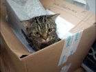 Похождение кота в коробку; Cat's journey to the box