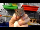 Ручная и очень добрая домашняя крыса. Fancy rat