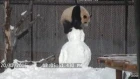 Toronto Zoo Giant Panda vs. Snowman