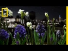 Watch a Garden Come to Life in This Absolutely Breathtaking Time-Lapse | Short Film Showcase