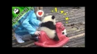 Pandas Fill Your Lives with Unlimited Joy | iPanda