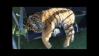 Tiger with hurt paw relaxing on the swing !