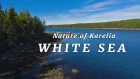 Природа Карелии - Белое море 