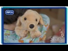 Stars - the RSPCA Christmas advert 2017