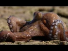 The amazing Octopus that can walk on dry land - The Hunt: Episode 6 Preview - BBC One