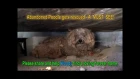 When the dog's owner died, he was left behind.  Watch what happens next!  Please share