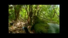 Shagged by a rare parrot Kakapo - Last Chance To See - BBC Two