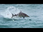 Epic! Blacktip Sharks attacking Topwater Lures