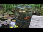 Панорамный аквариум для рыбы прямо в пруду