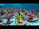 Coral Gardening - Benedict Cumberbatch narrates South Pacific - BBC