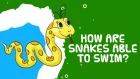 Interesting Facts About Reptiles | How Are Snakes Able To Swim?