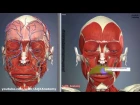 Мимические мышцы лица | 3D Анатомия человека | Внутренние органы