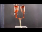 Biohybrid robot powered by an antagonistic pair of skeletal muscle tissues