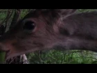 Deer licks turkey hunter's shotgun barrel