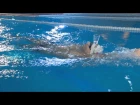 Техника плавания кролем на спине | Школа плавания Евгения Коротышкина #6