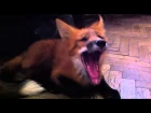 Ray the Fox: fox's purr / Лисенок Рэй: урчание домашней лисы
