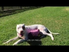 Rescued Mini Piglet plays at the dog park - Melts hearts!