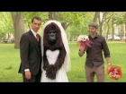 JFL Just For Laughs Gags: Bridezilla? No, just Gorilla Bride