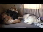 Sleepy husky gets a massage from a frisky kitty