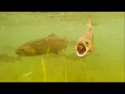 Fishing lure for perch bass trout: attack on Hypnose underwater. Рыбалка форель атакует крэнк воблер
