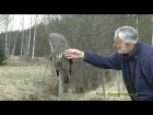 Бородатая неясыть / Great Grey Owl / Strix nebulosa