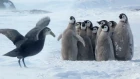 Penguin Chicks' Stand Off Against Predator | Spy In The Snow | BBC Earth