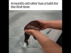 Otter has a bath for the first time / Выдра купается в первый раз