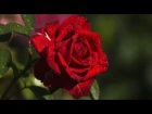 Красные розы -  прекрасные розы
