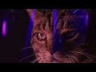 Мяу микс диско| Meow Mix